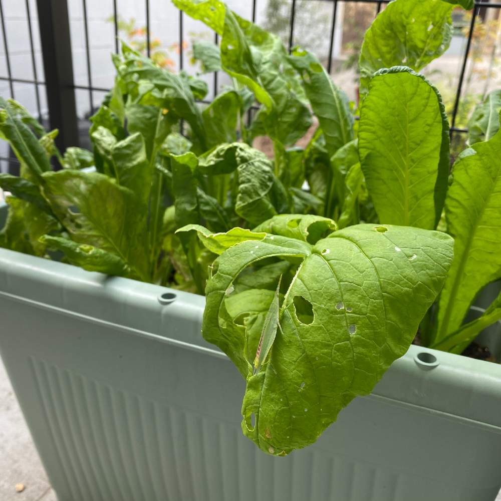 丸葉小松菜 Greensnap グリーンスナップ