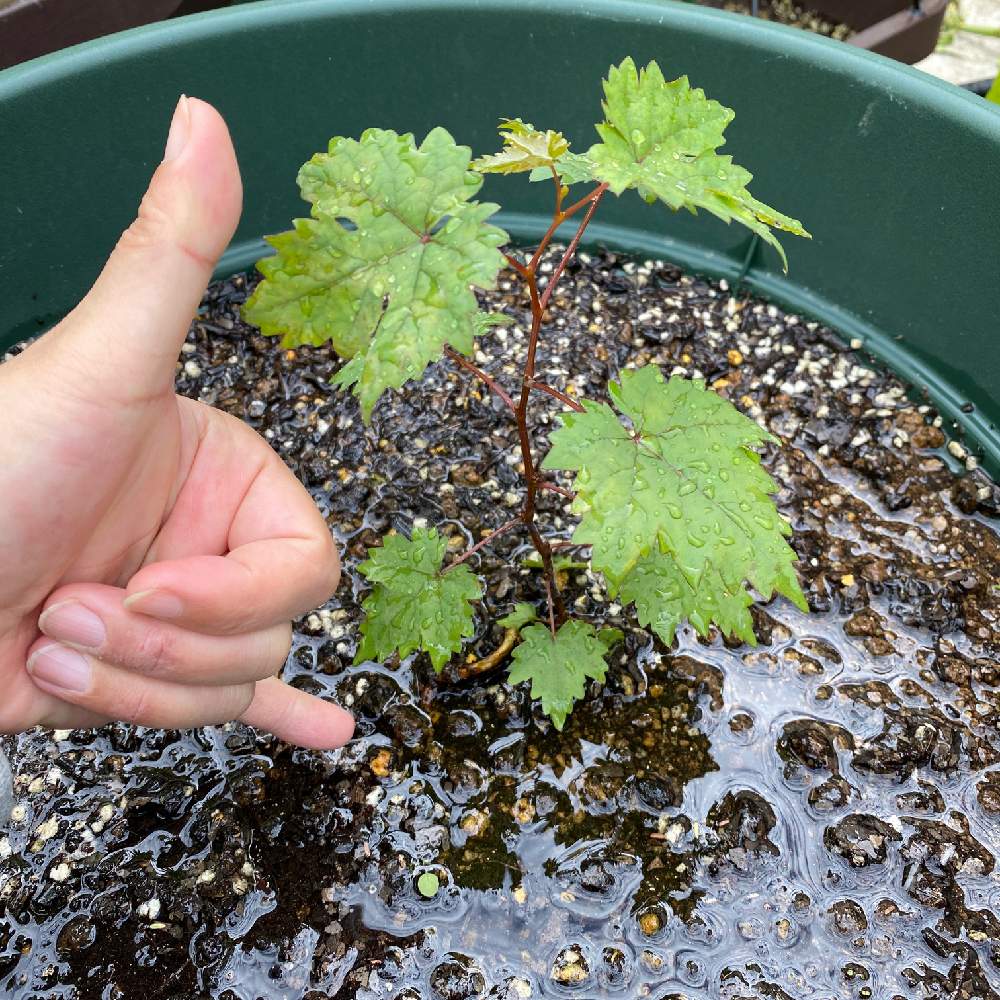 スーパーのレッドグローブ Greensnap グリーンスナップ