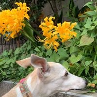 リコリス,黄色い花,犬の散歩の画像