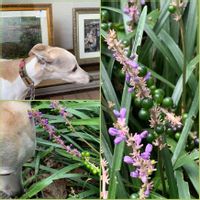 ヤブラン,犬の散歩,グリーンコート,お出かけ先の画像