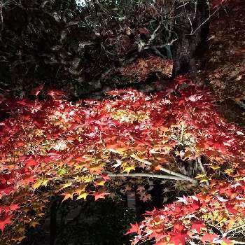 京都 永観堂の画像 by natuさん | お出かけ先とモミジと京都の秋と京都 永観堂