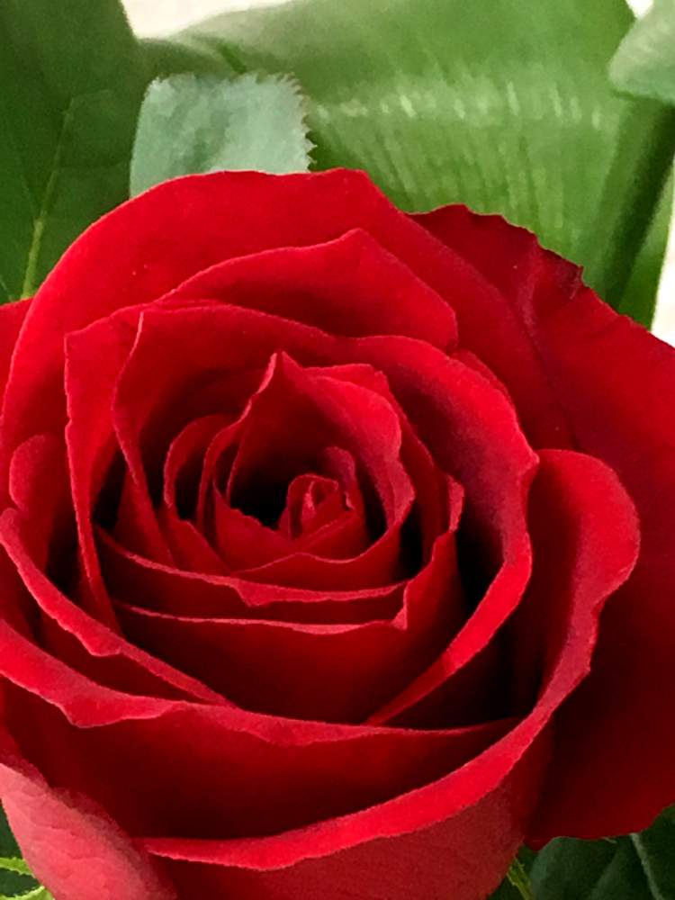 切花の投稿画像 By れもんソーダさん 赤薔薇と切り花とバラ 切り花品種と主人からと切花と赤薔薇と切り花とバラ 切り花品種と主人から 月10月7日 Greensnap グリーンスナップ Greensnap グリーンスナップ