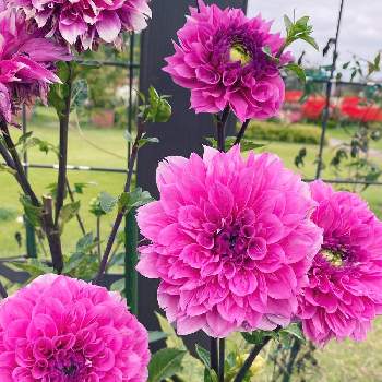 八重咲きが可愛いの画像 by コーネリアさん | お出かけ先とダリアと花のある暮らしと八重咲きが可愛いと公園の花