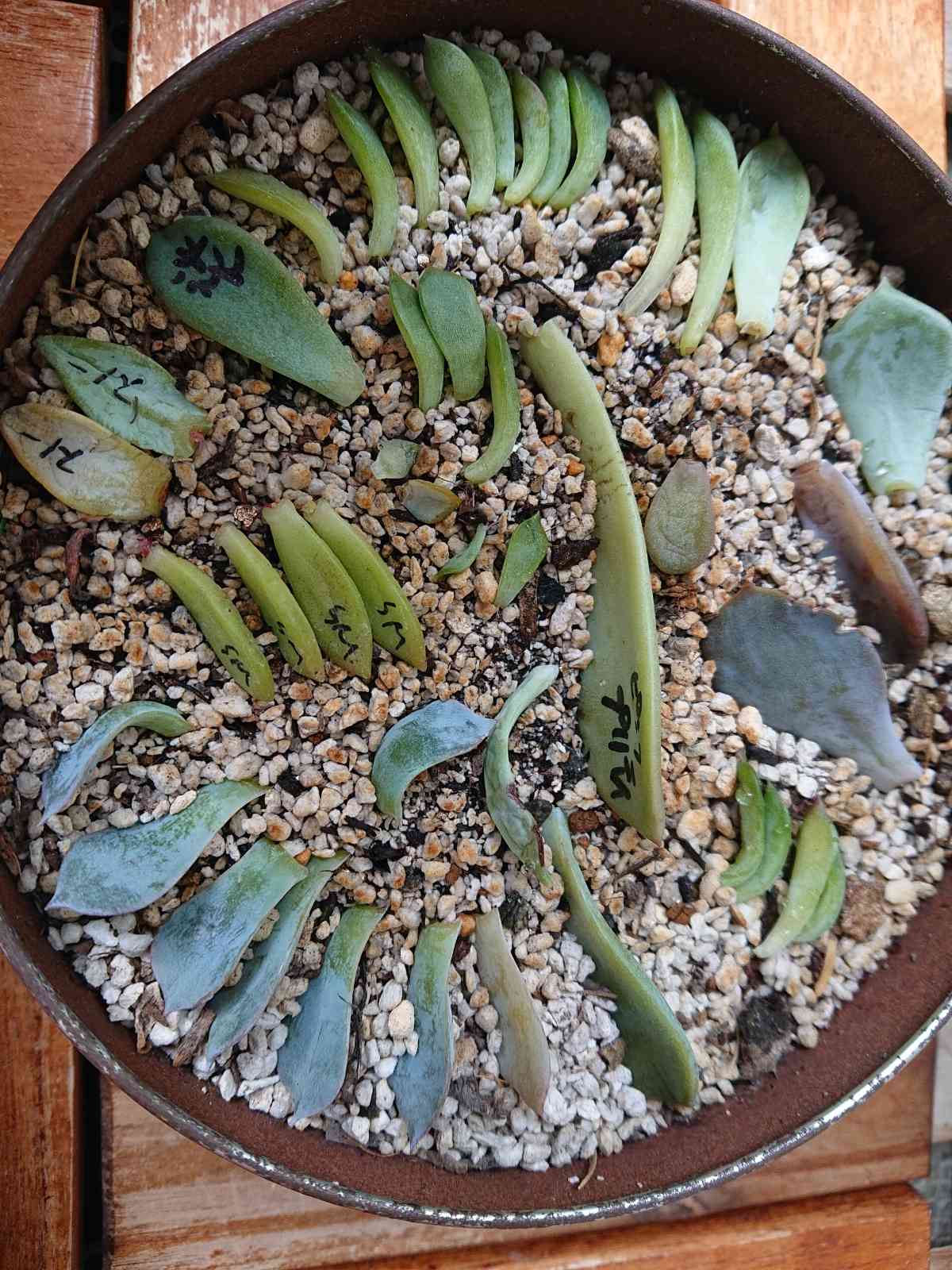 多肉植物 葉挿し3種 がろ