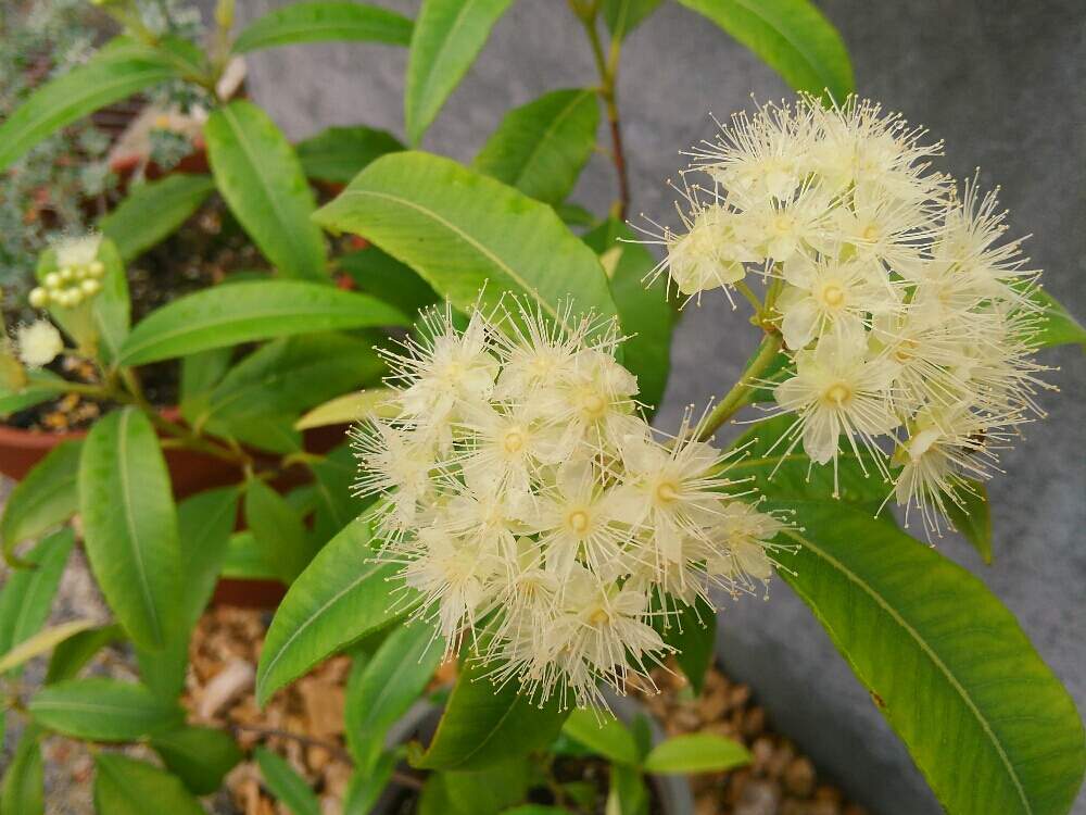 レモンマートルの投稿画像 By Yohkoさん レモンマートルの花と咲いた と花のある暮らしと携帯カメラ 月10月7日 Greensnap グリーンスナップ