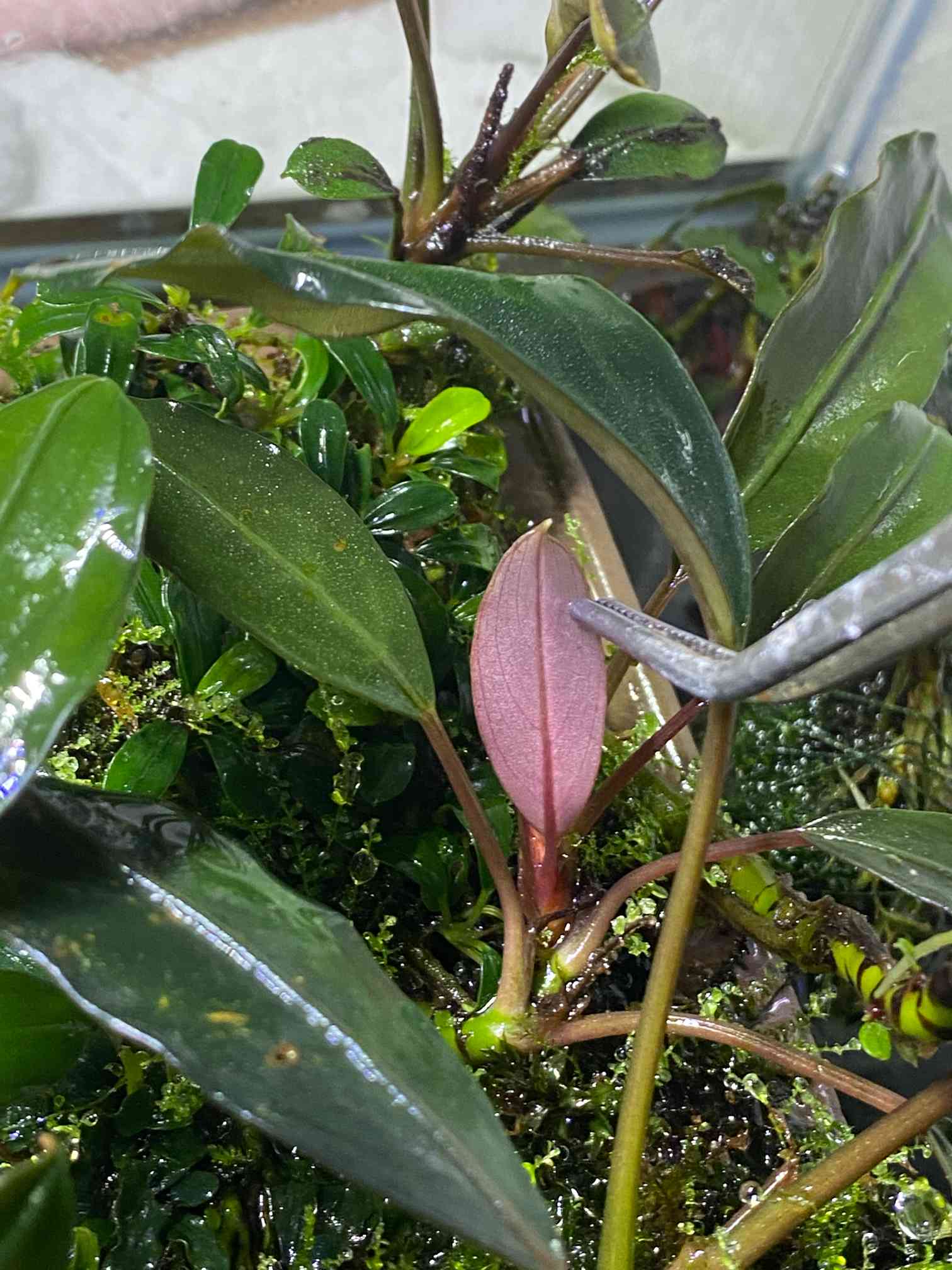 ブセファランドラ sp。ピンクレディ　セット6株 ブセファランドラ sp。ピンクレディ セット6株