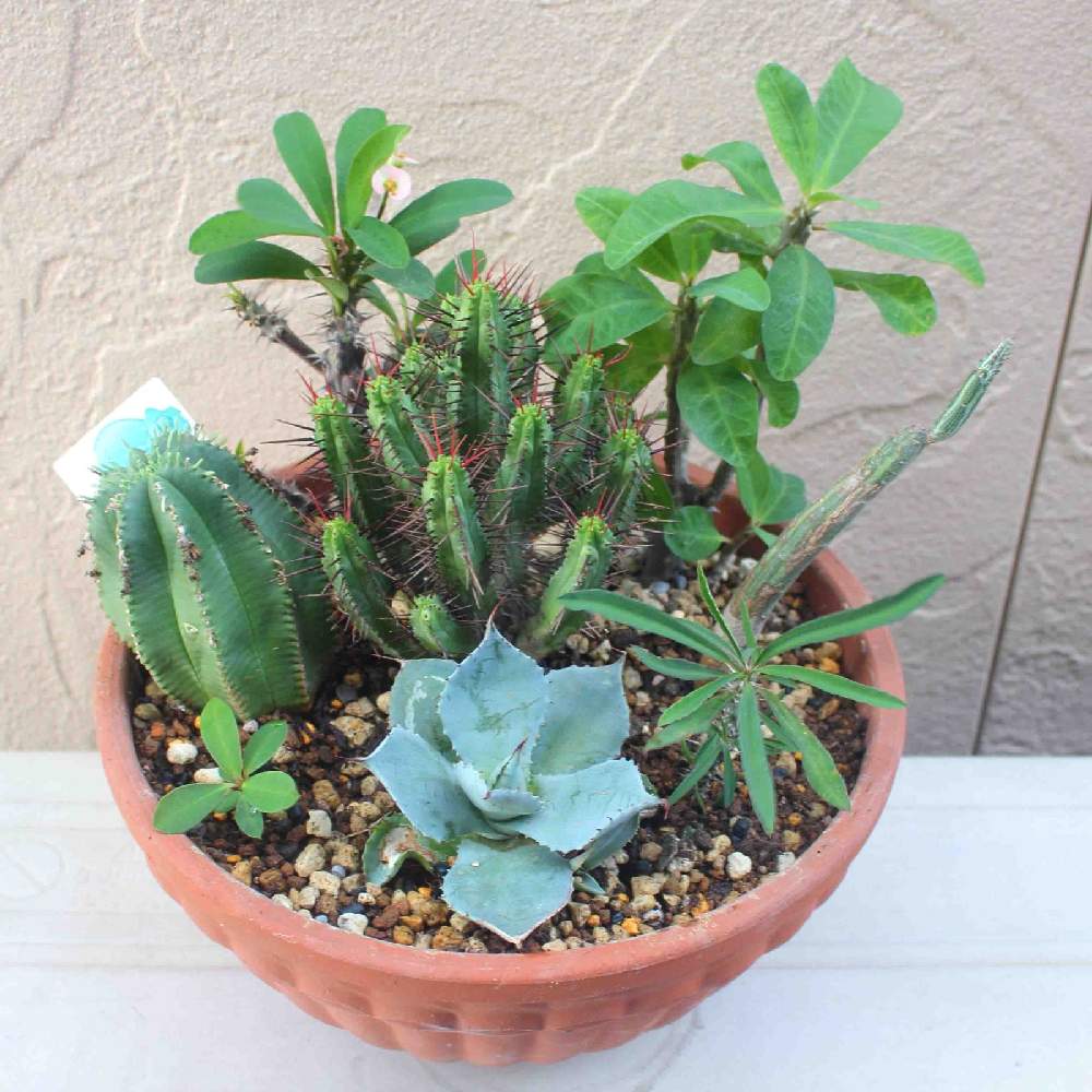 多肉の寄植えの投稿画像 By あきぼさん 多肉植物とアガベ 雷神と花麒麟 と寄せ植えとハナキリン 花麒麟 とかめれおんへるめっととユーフォルビアとアガベ属 月10月7日 Greensnap グリーンスナップ