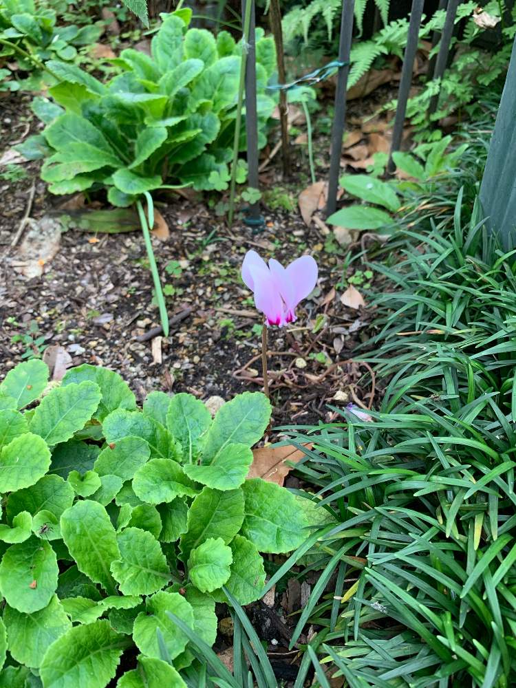 原種シクラメン ヘデリフォリウムの投稿画像 By みぃさん プリムラと玉竜と地植えと原種と地味好きと花壇 月10月7日 Greensnap グリーンスナップ