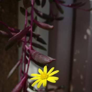 咲いてるよの画像 by ゆほちさん | テラスとルビーネックレスと可愛いよと大好きな植物と咲いてるよとおうち園芸と花のある暮らしと綺麗な色とぐんぐん伸びる