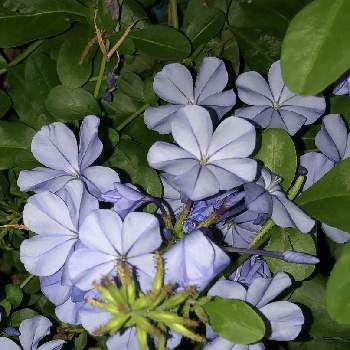 夜の花 の投稿画像一覧 Greensnap グリーンスナップ