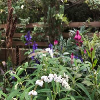 ミレット パープル マジェスティの投稿画像一覧 Greensnap グリーンスナップ