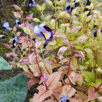 トレニアの画像