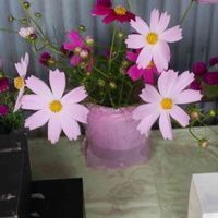 コスモスの画像