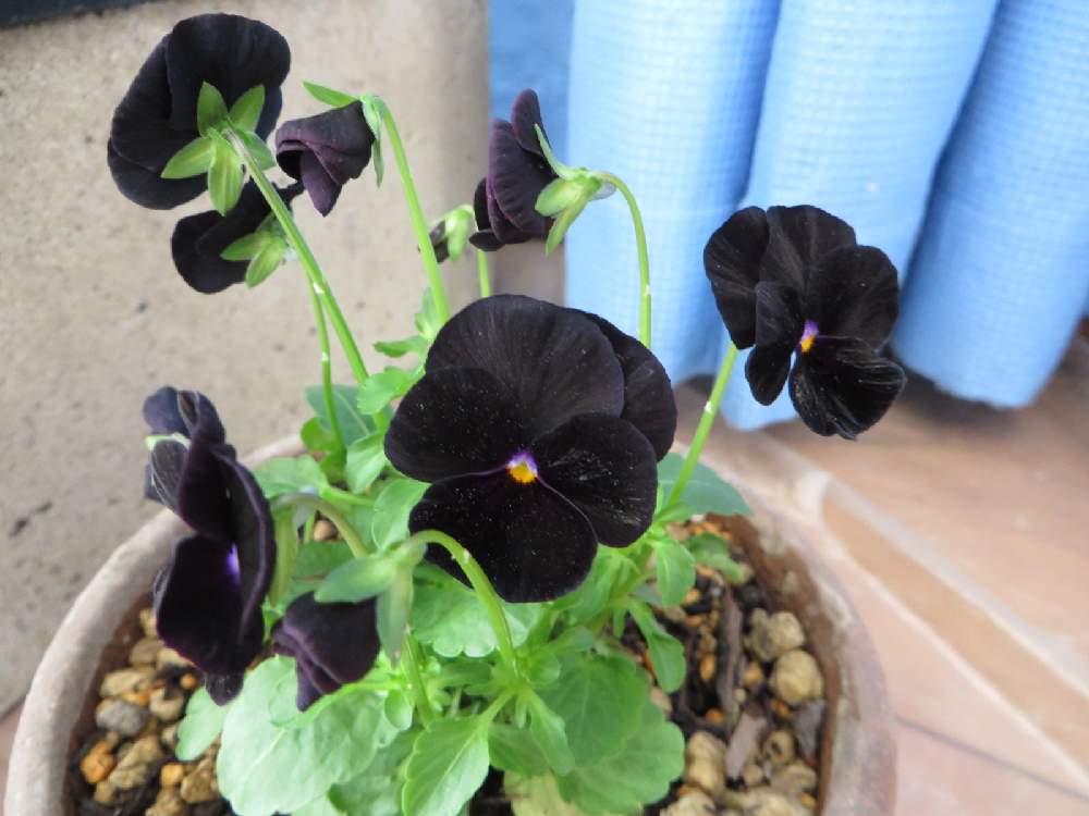 黒い花の投稿画像 By めぐさん ビオラ パンジーと冬の花と鉢植えとガーデニングと花のある暮らしとインテリアグリーン 月10月7日 Greensnap グリーンスナップ