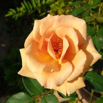 バラ ティラミスの画像 by ちけさん | 小さな庭とバラ ティラミスと秋バラとばら バラ 薔薇と薔薇に魅せられてとおうち園芸と花のある暮らしと花が好き