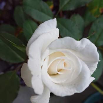 ヨハネパウロ二世の画像 by 山ちゃんさん | バラとヨハネパウロ二世と鉢植えと花のある暮らしと我が家のバラと昨日のバラと強香