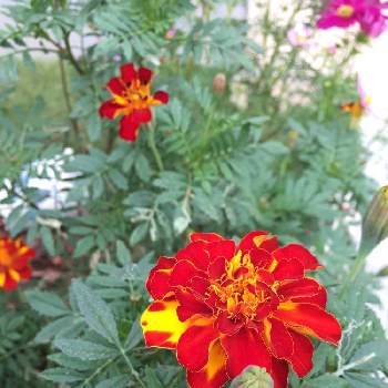 お花長持ちの画像 by わわさん | 小さな庭とマリーゴールドと赤い花と色の変化と元気もらえるとお花長持ち