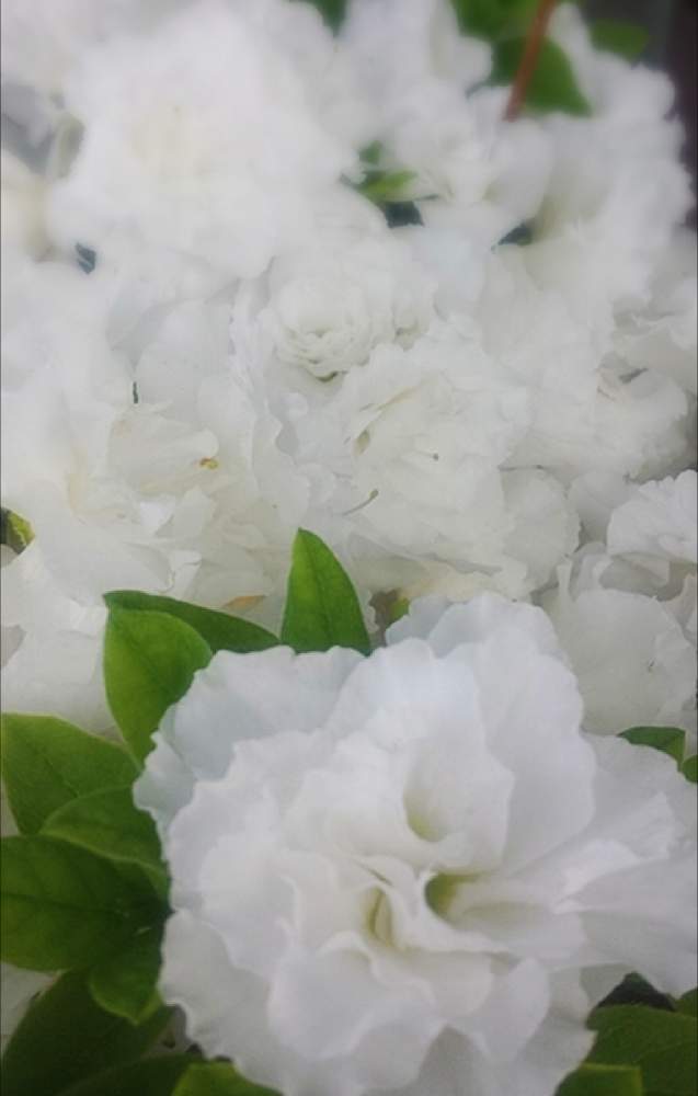 アザレアの投稿画像 By 白の月 White Moon さん 白い花と花のある暮らしと今日のお花と白い花と花のある暮らしと今日のお花 月10月8日 Greensnap グリーンスナップ Greensnap グリーンスナップ