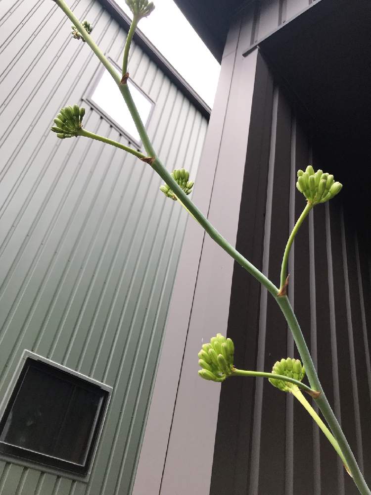 アガベ雷神の投稿画像 By ニャンコビームさん No Green No Lifeとアガベの花 月10月8日 Greensnap グリーンスナップ