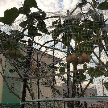 タマリロの投稿画像一覧 Greensnap グリーンスナップ