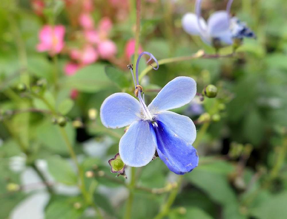 ブルーエルフィンの投稿画像 By Hiroshiさん クレロデンドルム ブルーウイング とブルーバタフライと夏の花と青い花と秋の花と花のある暮らし 月10月8日 Greensnap グリーンスナップ