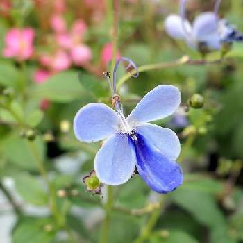 ブルーバタフライの画像 by hiroshiさん | お出かけ先とブルーエルフィンとクレロデンドルム　ブルーウイング とブルーバタフライと夏の花と青い花と秋の花と花のある暮らし