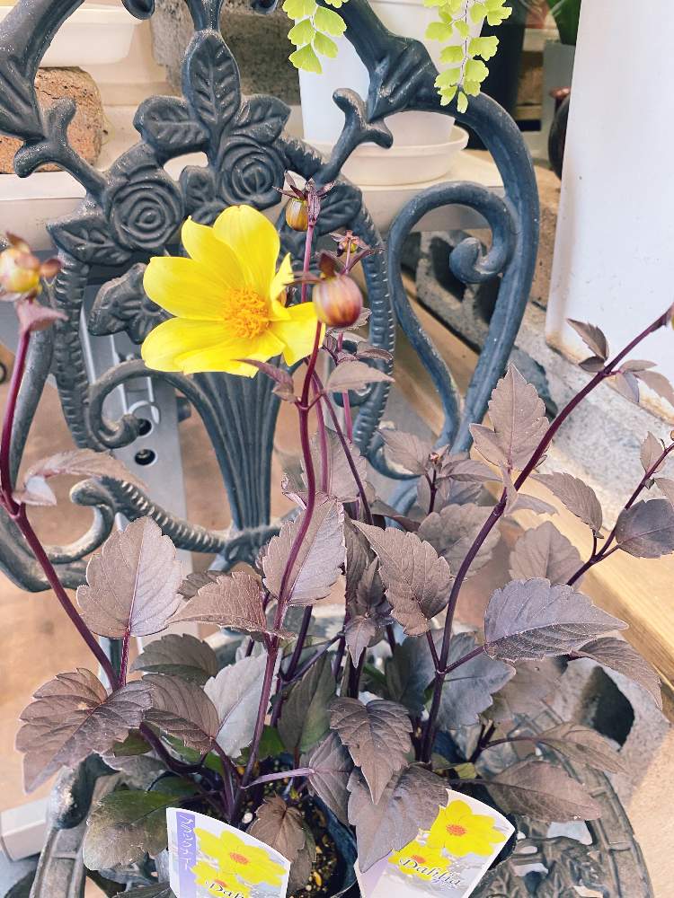 ダリア ブラックナイトの投稿画像 By 花仙さん 窓辺と植物大好きとおうち園芸とおはなやさんと観葉植物がスキと花のある暮らしとお花好きの人と繋がりたいと植物大好きとおうち園芸とおはなやさんと観葉植物がスキと花のある暮らしとお花好きの人と繋がりたい 月10