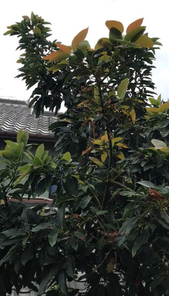 アボカド ベーコン ズダノ フェルテ カビラ ピンカートンの投稿画像 By まるちゃん Comさん 広い庭とアボカド 栽培と植中毒と実家の庭とタニラーとバルコニストとアボカド栽培と植中毒と実家の庭とタニラーとバルコニスト 月10月8日 Greensnap グリーン