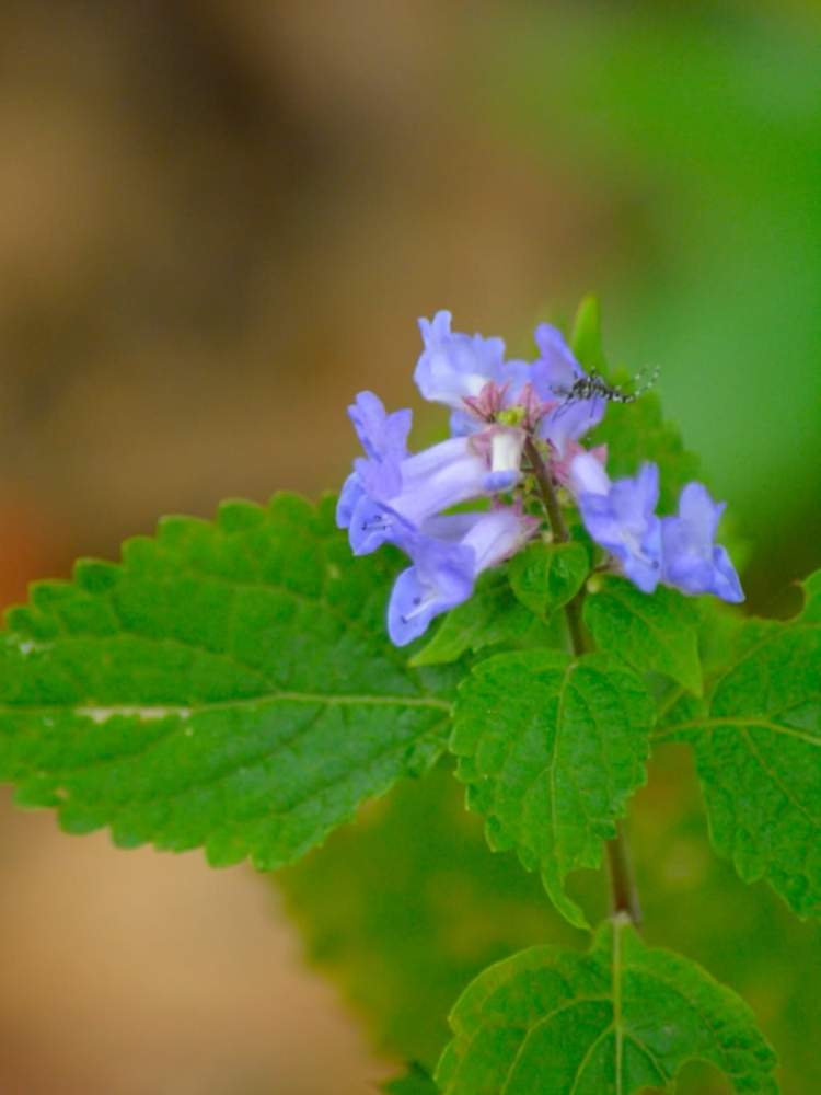 亀葉の引起し カメバノヒキオコシ の投稿画像 By トッコさん 秋ですねと青紫色の花と山野草と花壇と薄紫色と植物園 月10月8日 Greensnap グリーンスナップ
