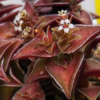 茜の塔 花の投稿画像一覧 Greensnap グリーンスナップ