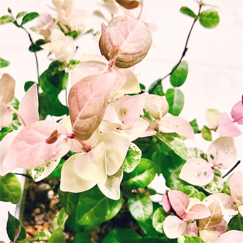 ハツユキカズラの投稿画像 By Shi815さん 観葉植物と斑入り愛好家とピンクの葉っぱと薄めなピンクのハツユキカズラと1 000万枚突破とビオラ苗ケース希望 月10月8日 Greensnap グリーンスナップ