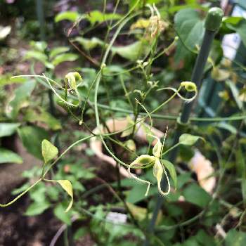 植物の種の投稿画像一覧 Greensnap グリーンスナップ