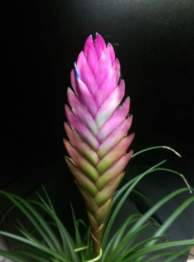 チランジア キアネアの投稿画像 By はてはぁなさん ハナアナナスといい感じ と嬉しいな と鉢植えとキレイ とつぼみ 月10月8日 Greensnap グリーンスナップ