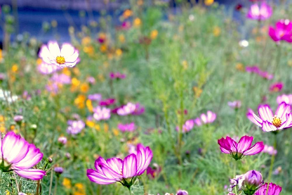 コスモス ピコティの投稿画像 By みどり さん コスモスとスマホ撮影と癒しと感謝とコスモス属とキク科とお花が好き と花のある暮らしと コスモス祭り 月10月8日 Greensnap グリーンスナップ