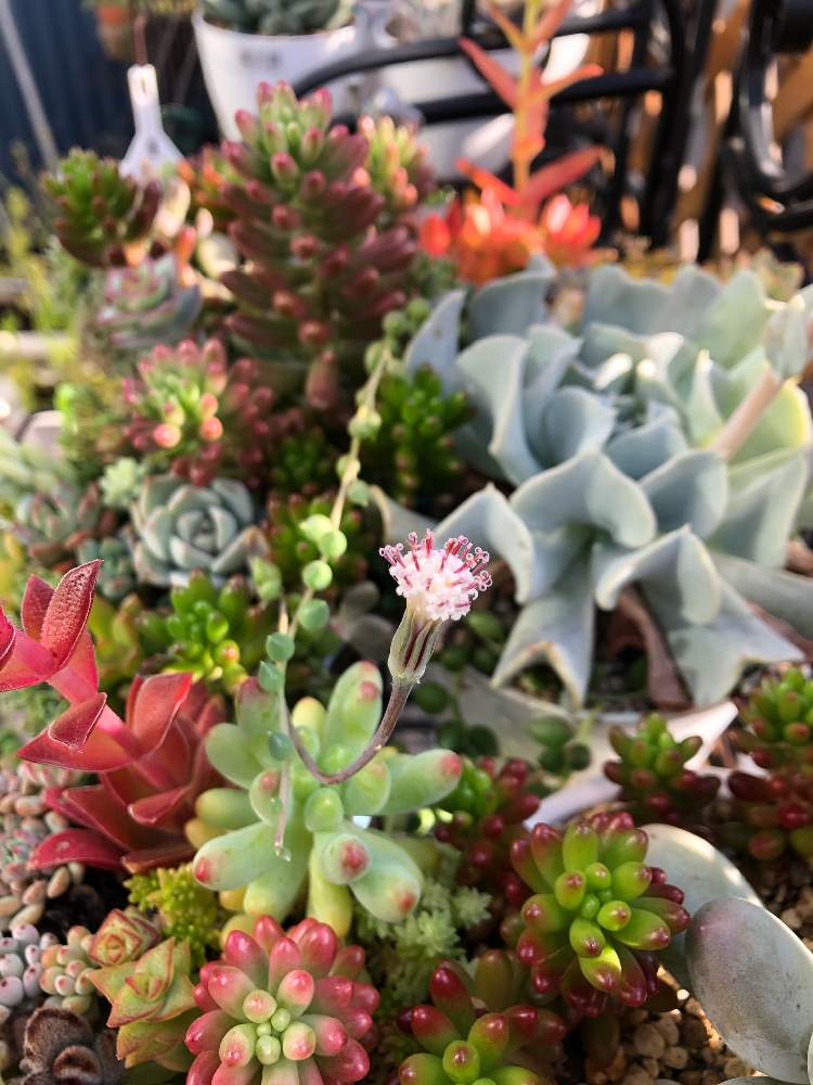 ピーチネックレスの花の投稿画像 By はち さん 多肉植物初心者と多肉中毒と多肉植物と花が咲いたと普及種と寄せ植え初心者と多肉植物 のある暮らしととりあえず多肉 と多肉女子と鉢植えと育てやすい多肉植物と多肉寄せ植えと多肉初心者 月10月8日 Greensnap