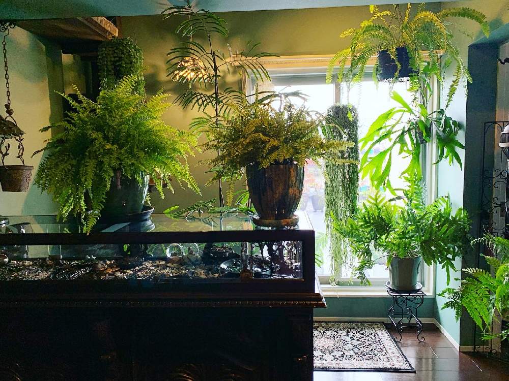 観葉植物の投稿画像 By Lalarin123さん ジャングルと窓辺の植物たちとエバーフレッシュ と室内ジャングルとガーデニング 月10月8日 Greensnap グリーンスナップ