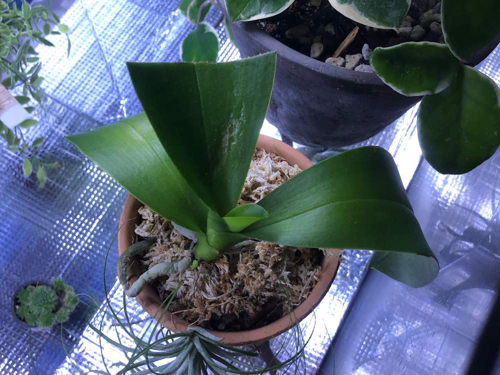 あやちさんの投稿画像 月10月8日 Greensnap グリーンスナップ