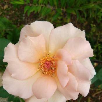 バラ ティラミスの画像 by ちけさん | 小さな庭とバラ ティラミスと秋バラとばら バラ 薔薇と薔薇に魅せられてとおうち園芸と花のある暮らしと花が好き