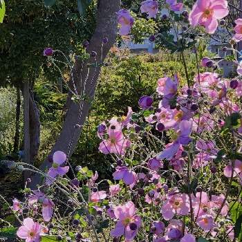 射し込む光の画像 by あんな♪さん | 秋明菊ピンクと植物のある暮らしと射し込む光とまるまると可愛い〜♡と花のある暮らしとGo✿to✿flower