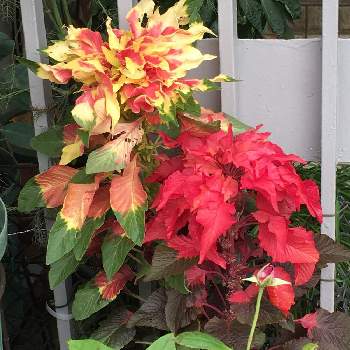 強烈な色の投稿画像一覧 Greensnap グリーンスナップ