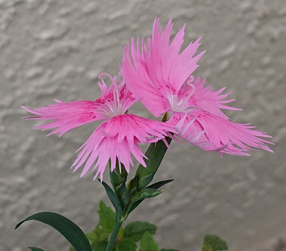 の画像 by raizouさん | ダイアンサス・スープラとスープラＹとダイアンサス（ナデシコとダイアンサス鉢栽培とナデシコ鉢栽培とピンクの花