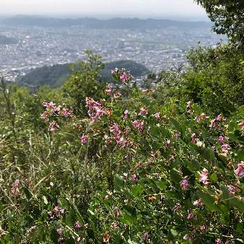 桐生吾妻山の投稿画像一覧 Greensnap グリーンスナップ