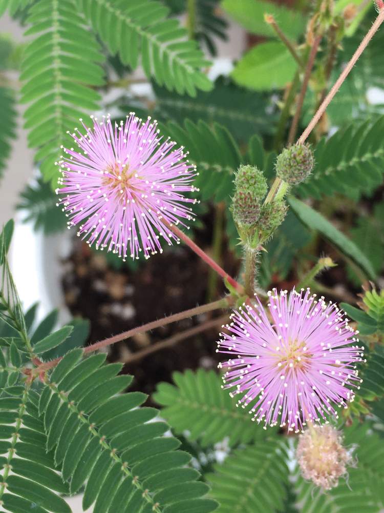 オジギソウの投稿画像 By くぅさん めんこいとピンクの花と大好きな色と癒しとおうち園芸と笑顔の源とかわいいとスマホ撮り 月10月9日 Greensnap グリーンスナップ