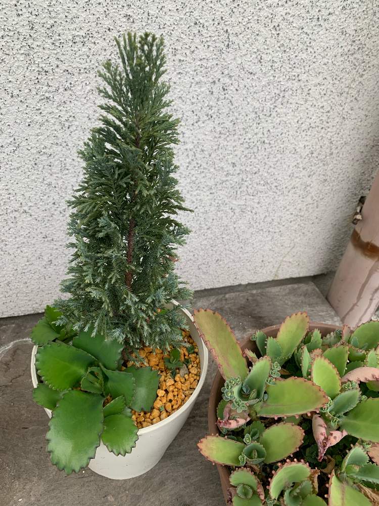 コニファーの投稿画像 By ヨウコさん 子宝草とコニファー エンパイアと多肉植物と観葉植物 月10月9日 Greensnap グリーンスナップ