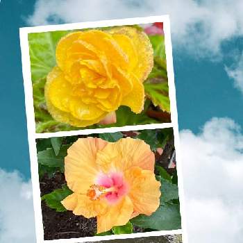 黄色いのハイビスカスの投稿画像一覧 Greensnap グリーンスナップ