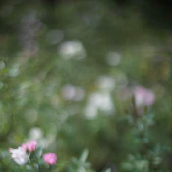 ちぃ散歩の画像 by jamさん | お出かけ先と薔薇*とflowersと癒しとちぃ散歩と秋薔薇とrose  gardenと感謝しかない