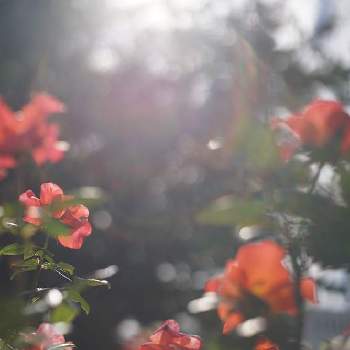 ちぃ散歩の画像 by jamさん | お出かけ先と薔薇*とflowersと癒しとオールドレンズとちぃ散歩と秋薔薇とrose  gardenとweekendflowerと感謝しかない