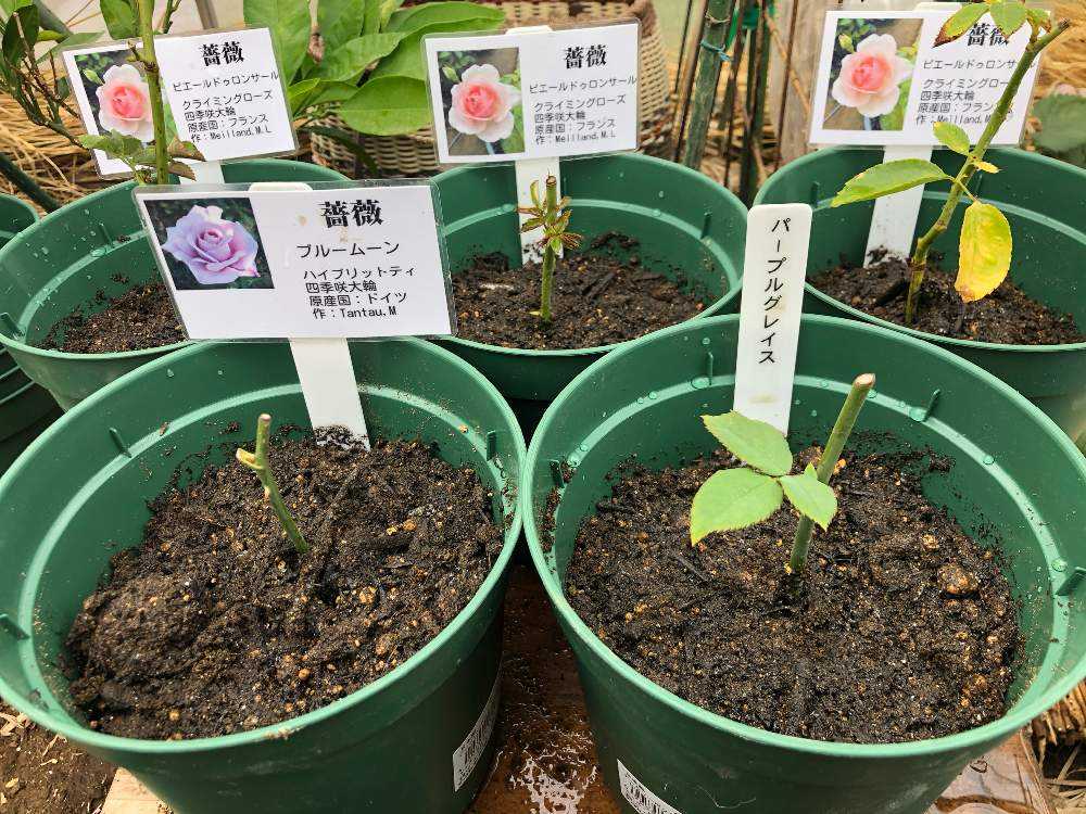 薔薇&紫陽花の挿し木｜🍀GreenSnap（グリーンスナップ）