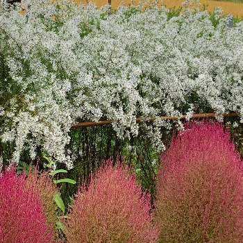 モコモコにの画像 by キムチさん | 広い庭とコキアとクジャクソウと山形と開花と小さな幸せ❤とモコモコにと植中毒と花のある暮らし