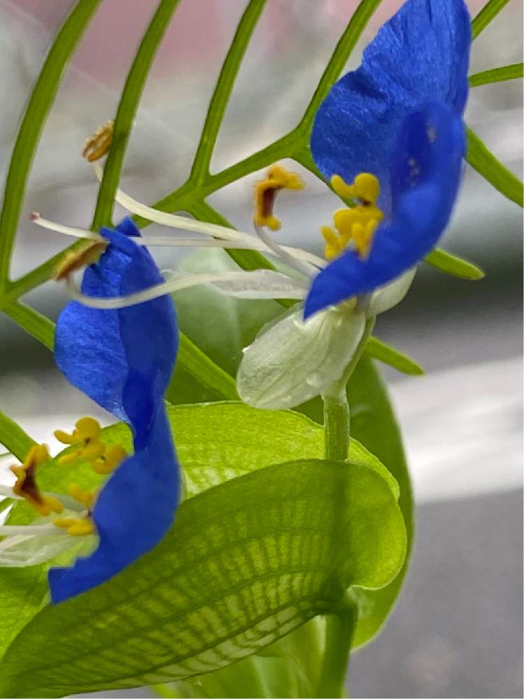 ツユクサの投稿画像 By ハーブティーさん 山野草と青い花 月10月9日 Greensnap グリーンスナップ